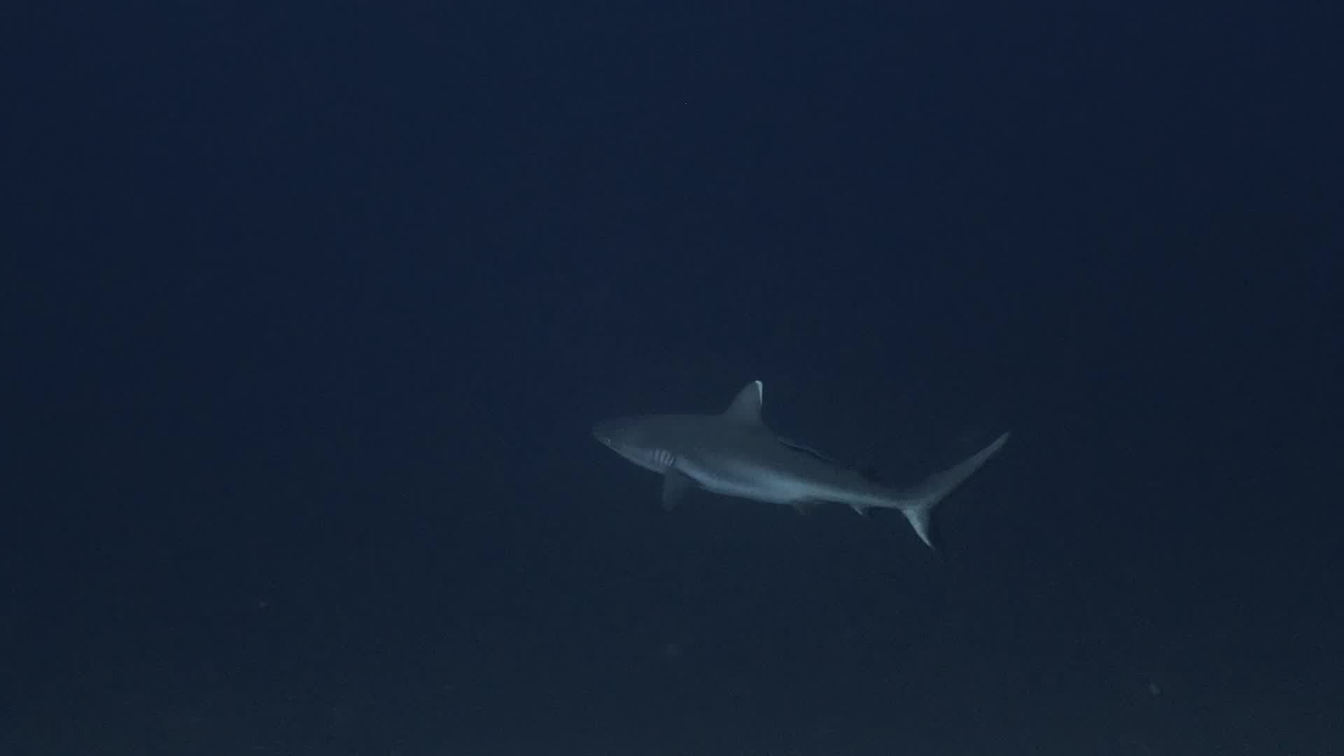 Foto de SHARKS: PREDATORS OF THE DEEP