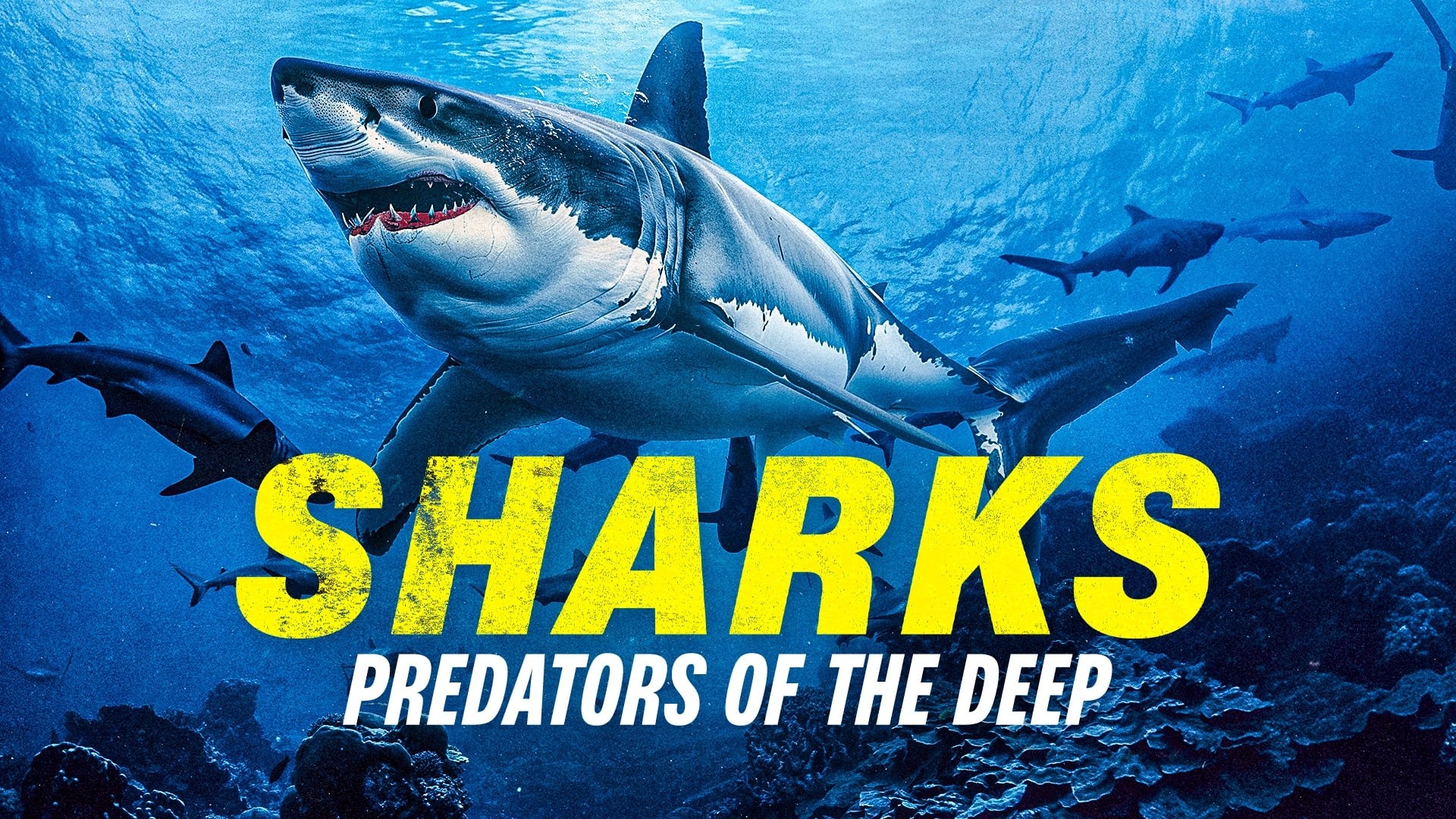 Foto de SHARKS: PREDATORS OF THE DEEP