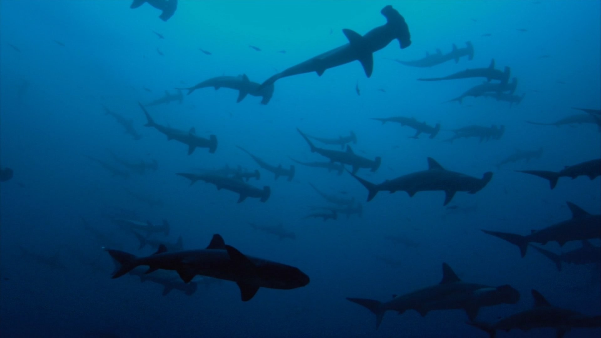 Foto de SHARKWATER: EXTINCTION