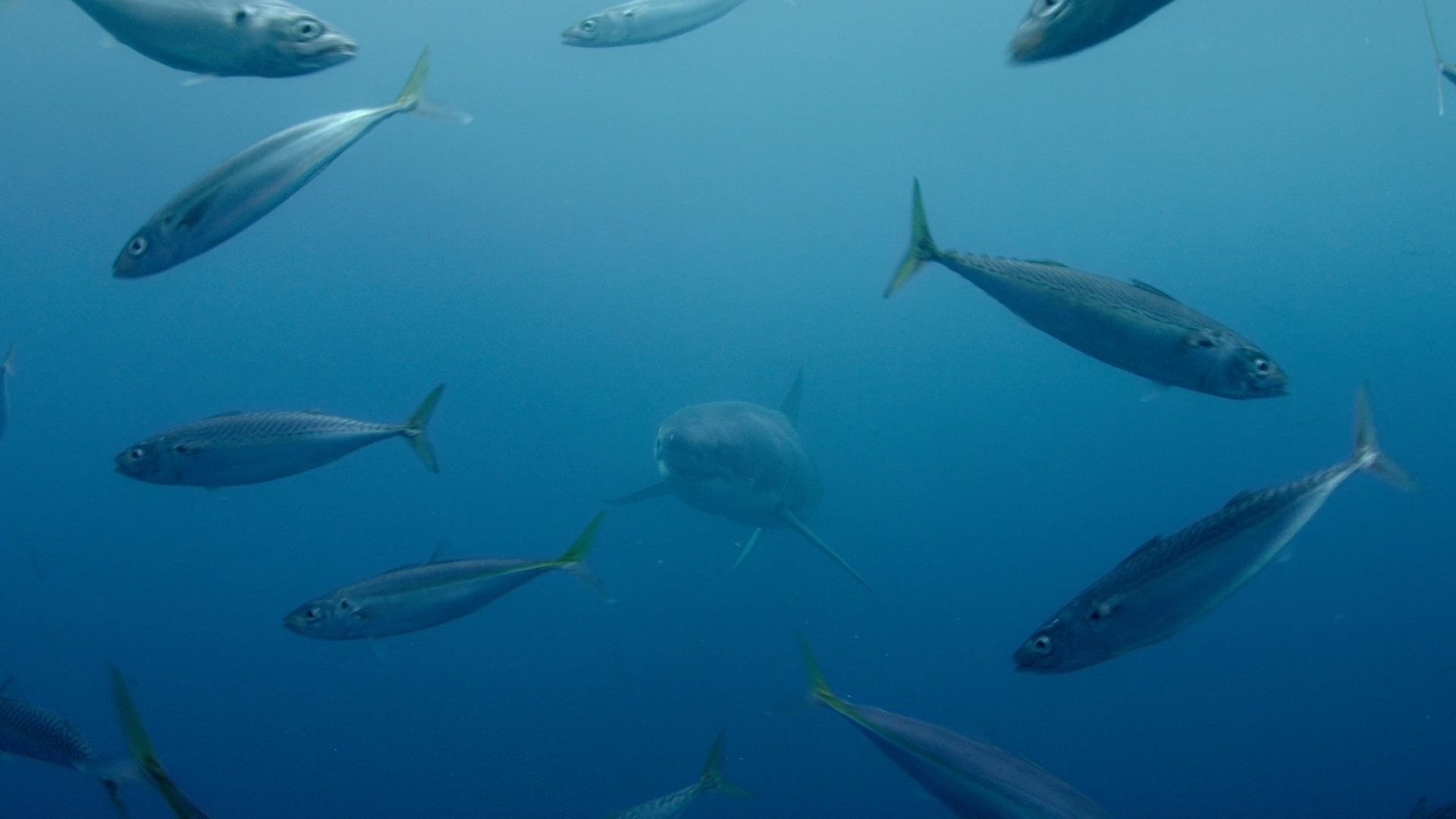 Foto de SHARKWATER: EXTINCTION