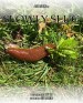 Slowly Slug