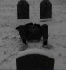 Snow Kissed