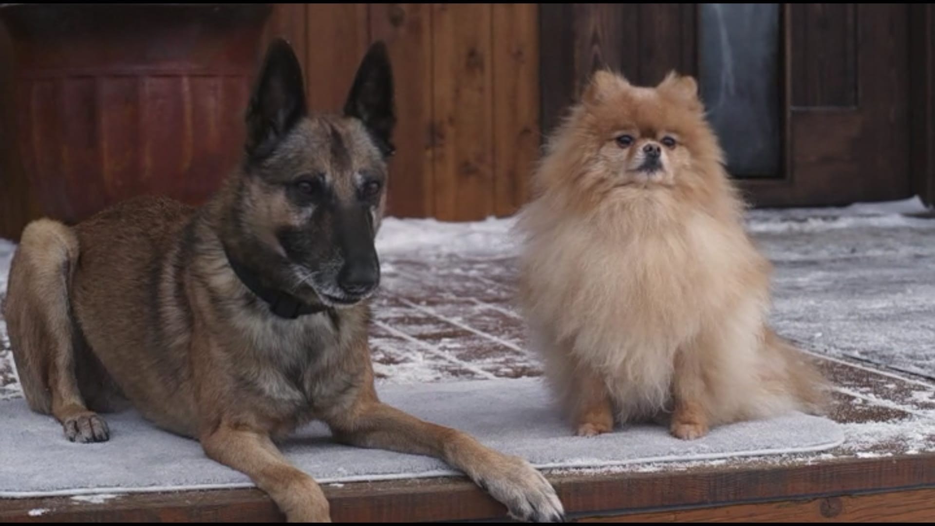 Foto de STEP DOGS