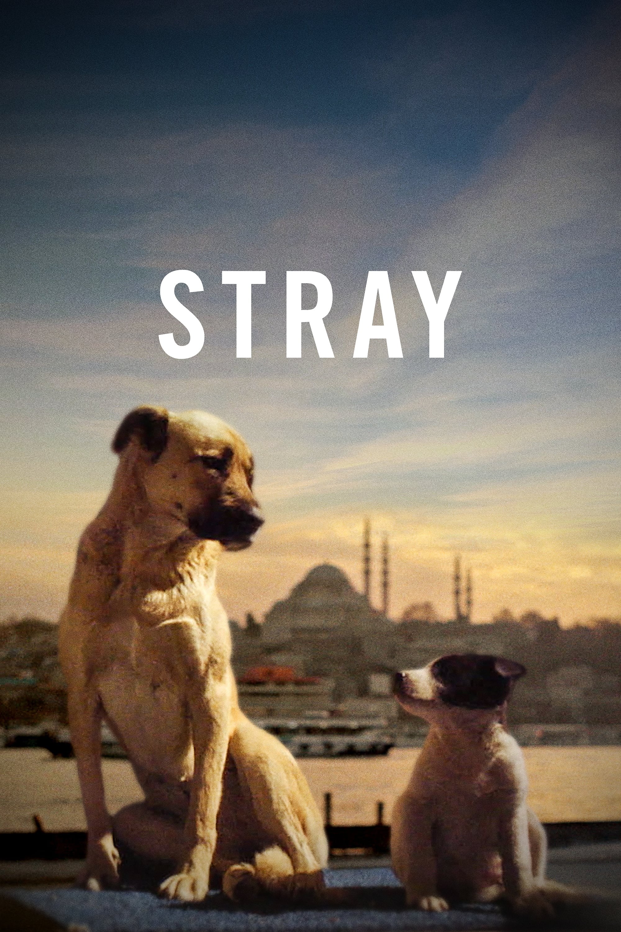 Poster de STRAY en inglés