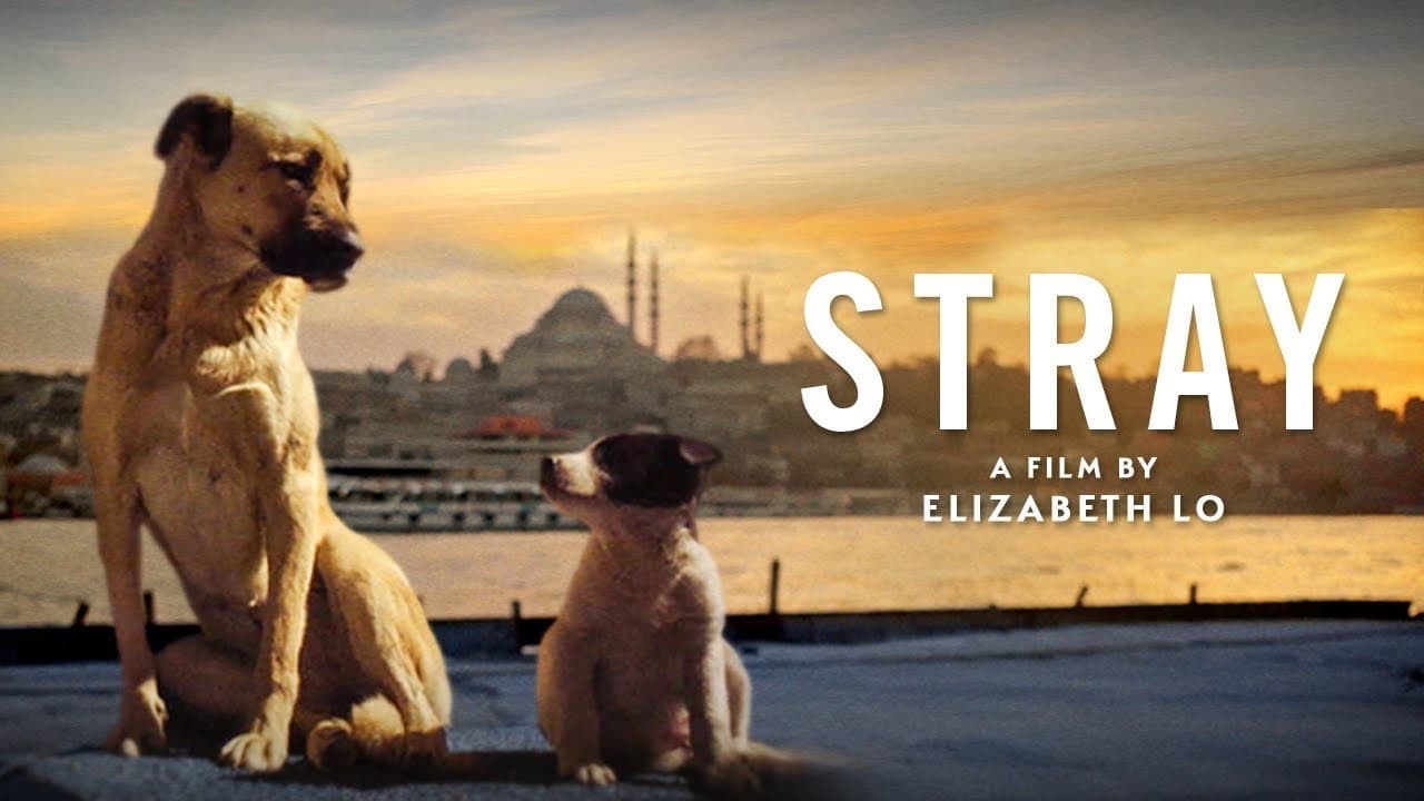Foto de STRAY