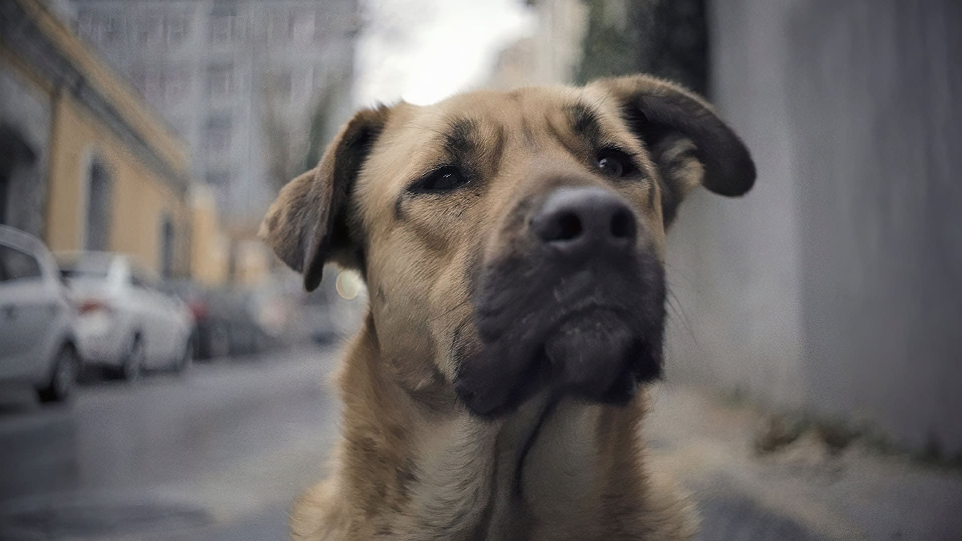 Foto de STRAY