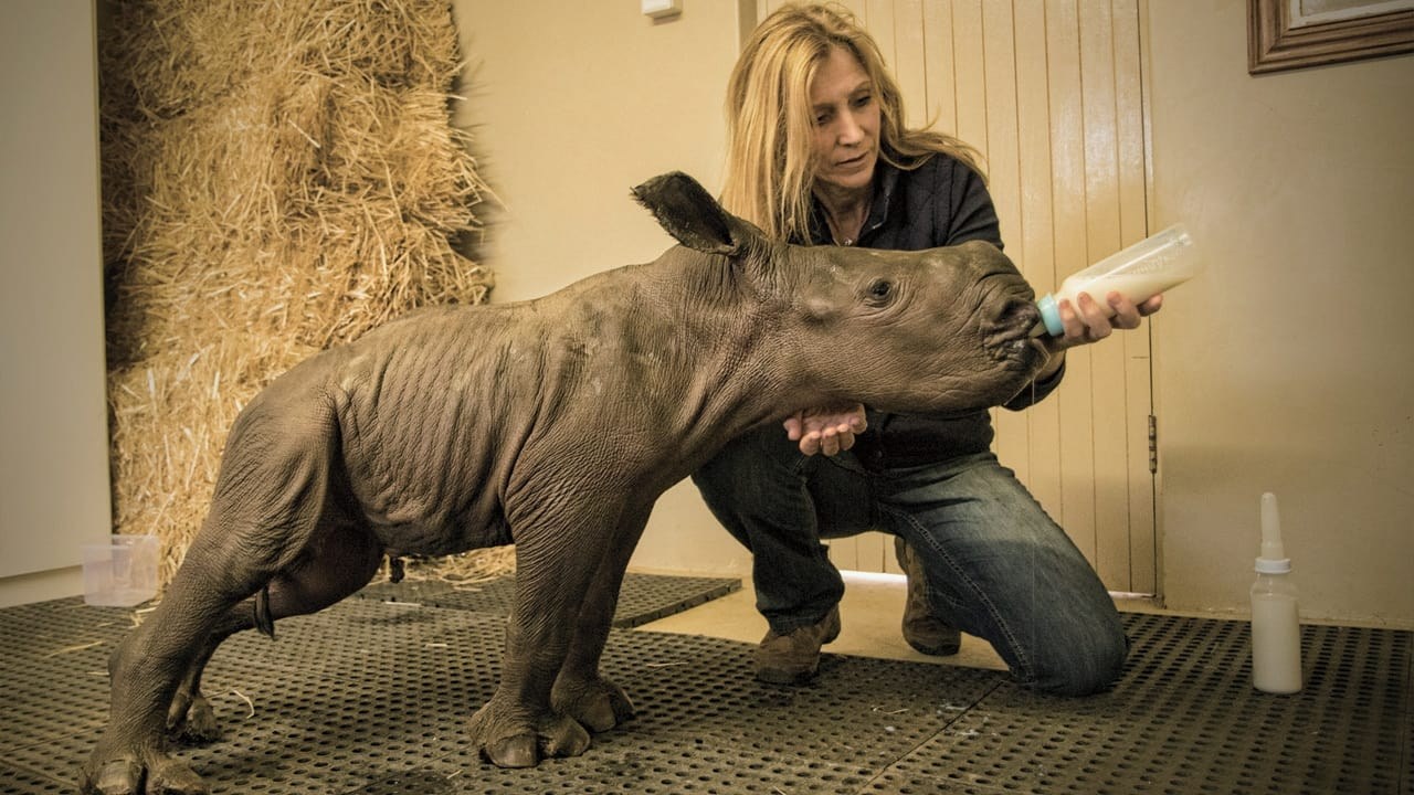 Foto de STROOP: JOURNEY INTO THE RHINO HORN WAR