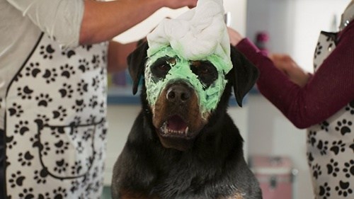 Foto de SUPERAGENTE CANINO