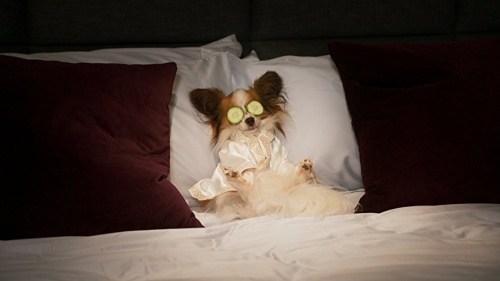 Foto de SUPERAGENTE CANINO