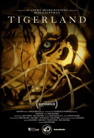 Taken by the Tiger
