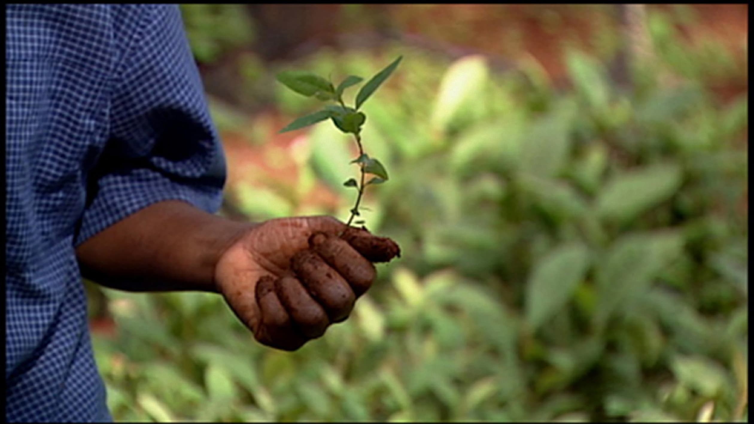 Foto de TAKING ROOT: THE VISION OF WANGARI MAATHAI