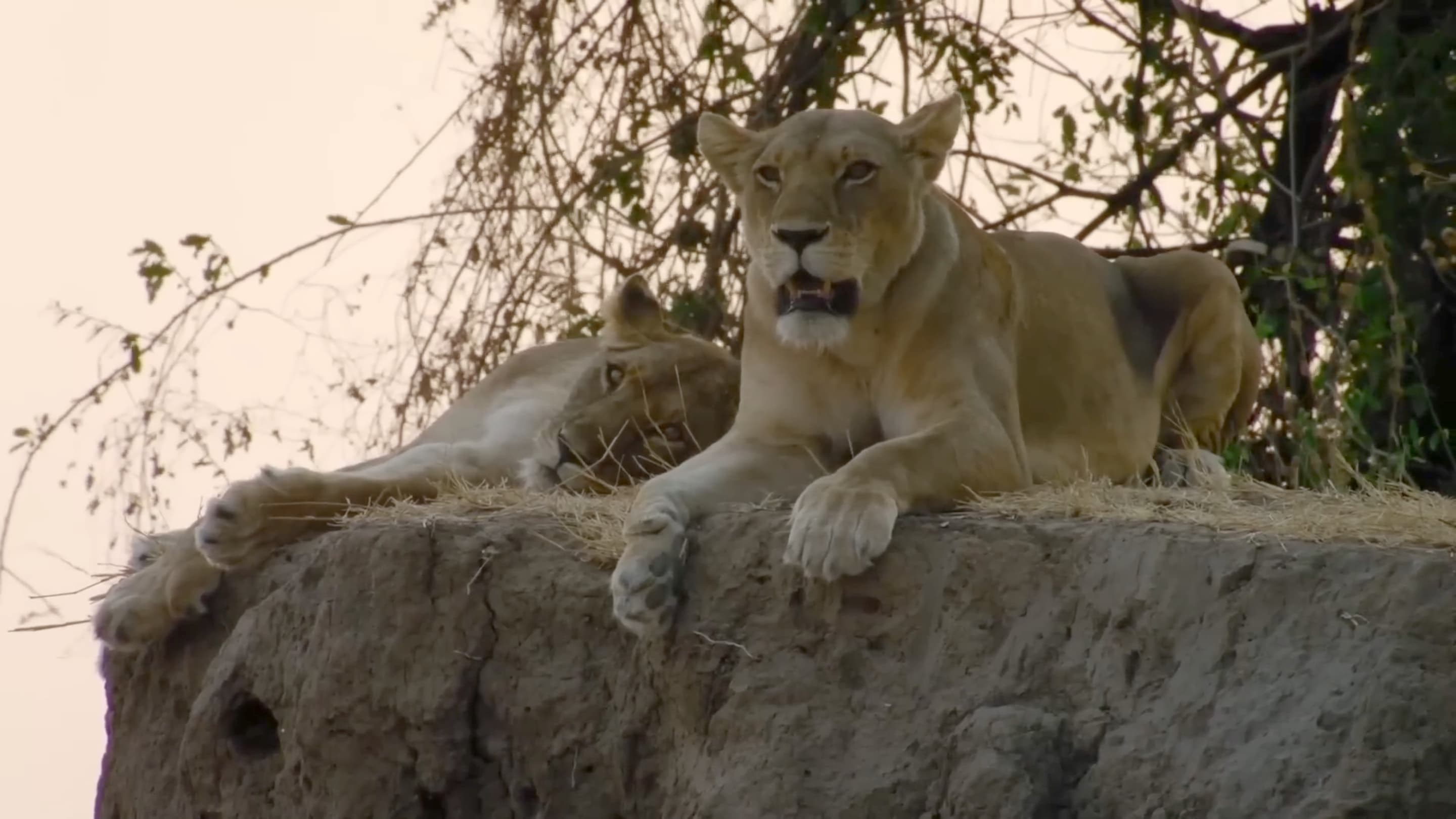Foto de TANZANIE, ROYAUME DES LIONNES