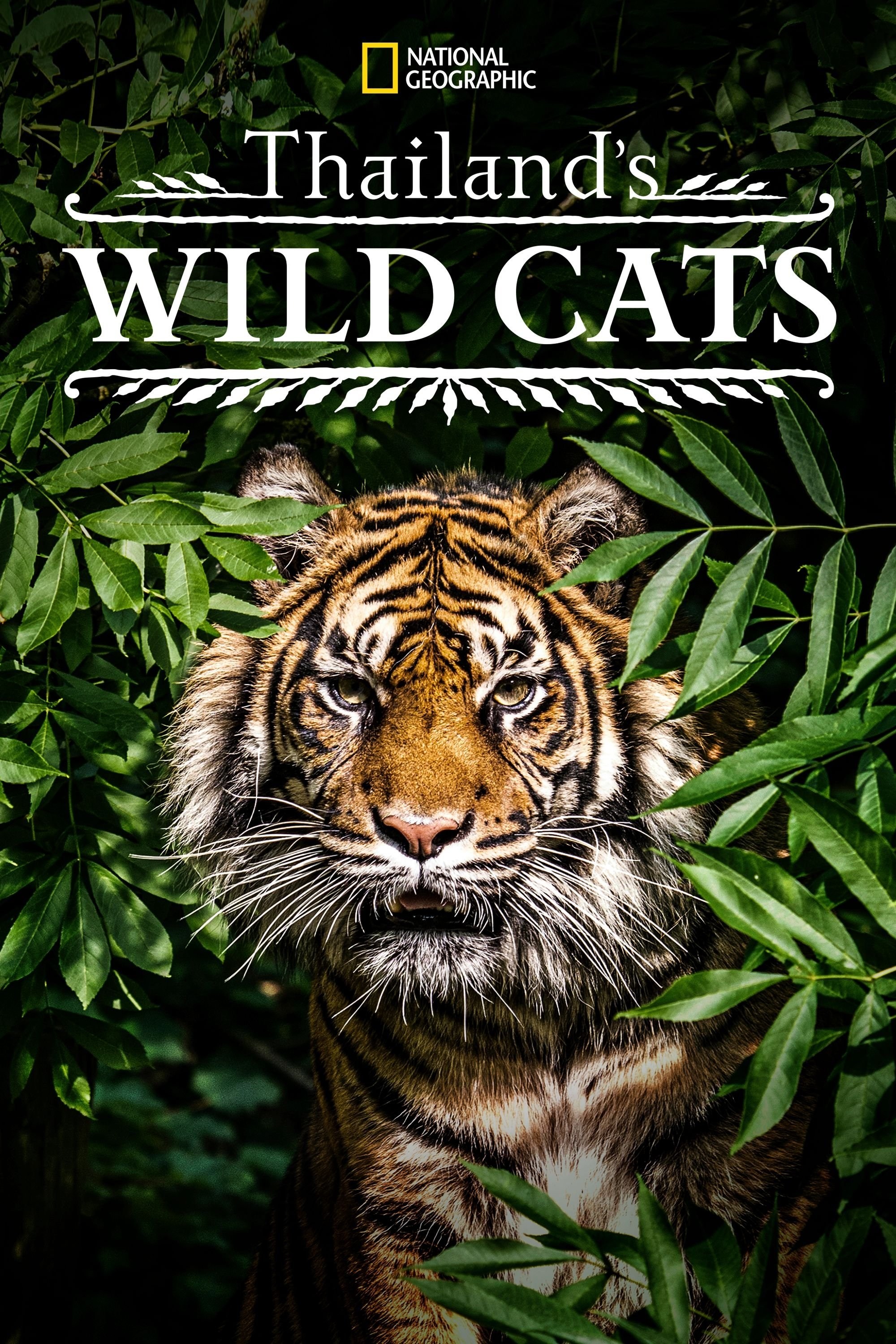Poster de THAILAND&APOS;S WILD CATS en inglés