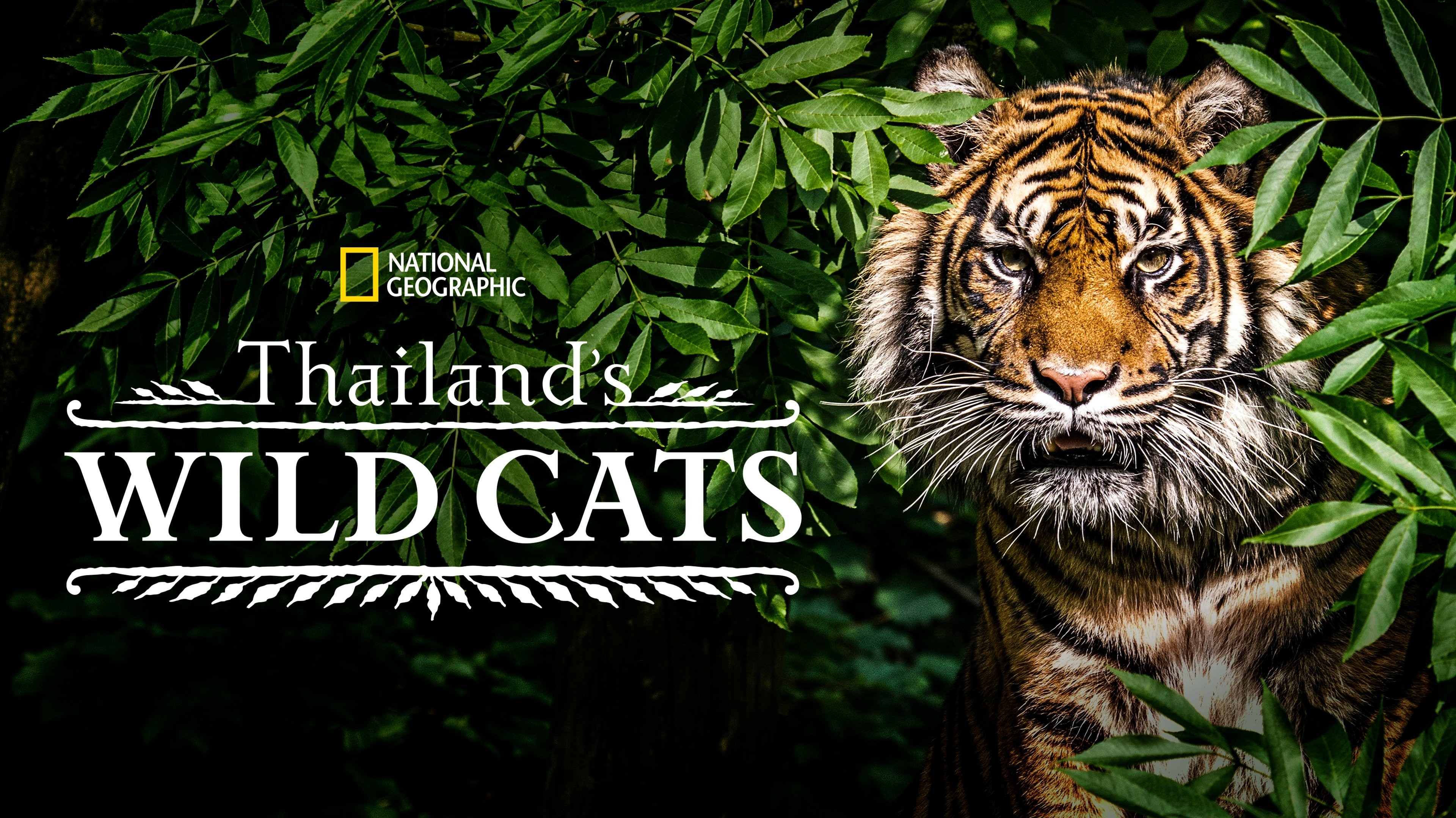 Foto de THAILAND&APOS;S WILD CATS