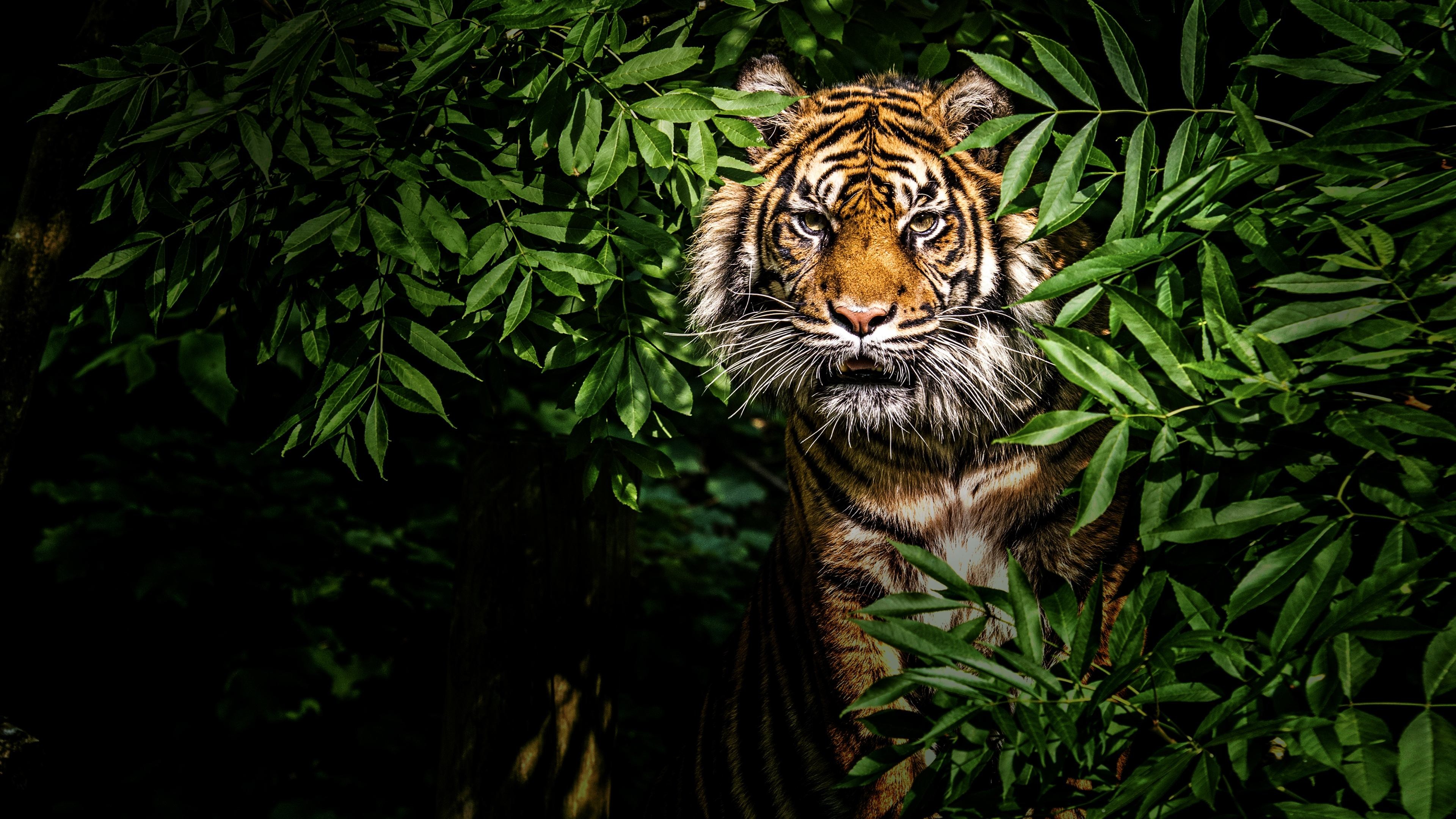 Foto de THAILAND&APOS;S WILD CATS