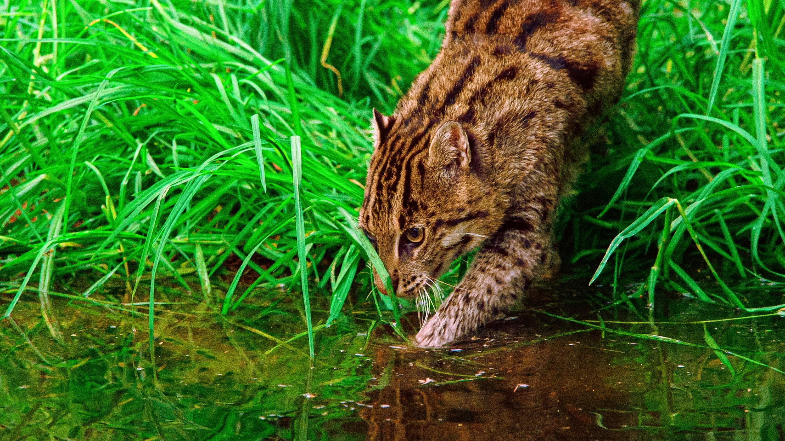 Foto de THAILAND&APOS;S WILD CATS