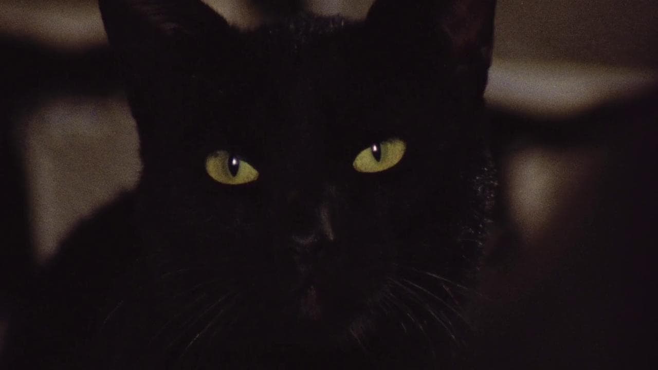 Foto de THE BLACK CAT