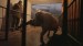 The Cattle Market