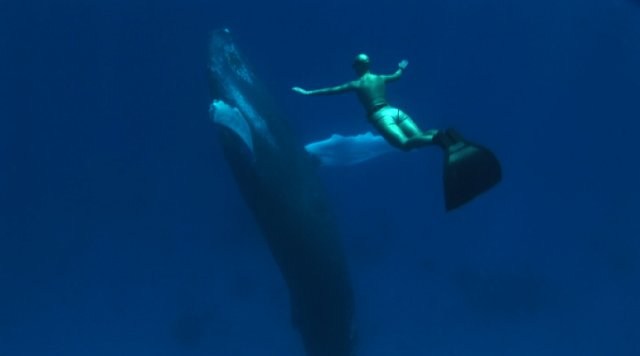 Foto de THE COVE