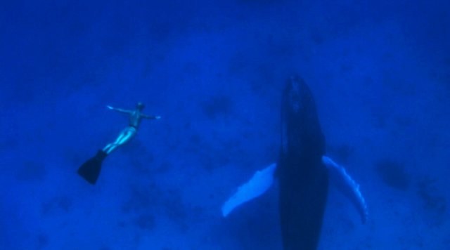 Foto de THE COVE