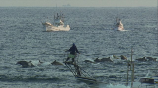 Foto de THE COVE