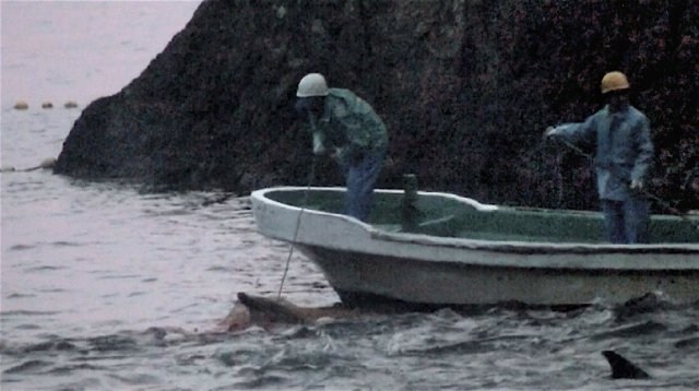 Foto de THE COVE