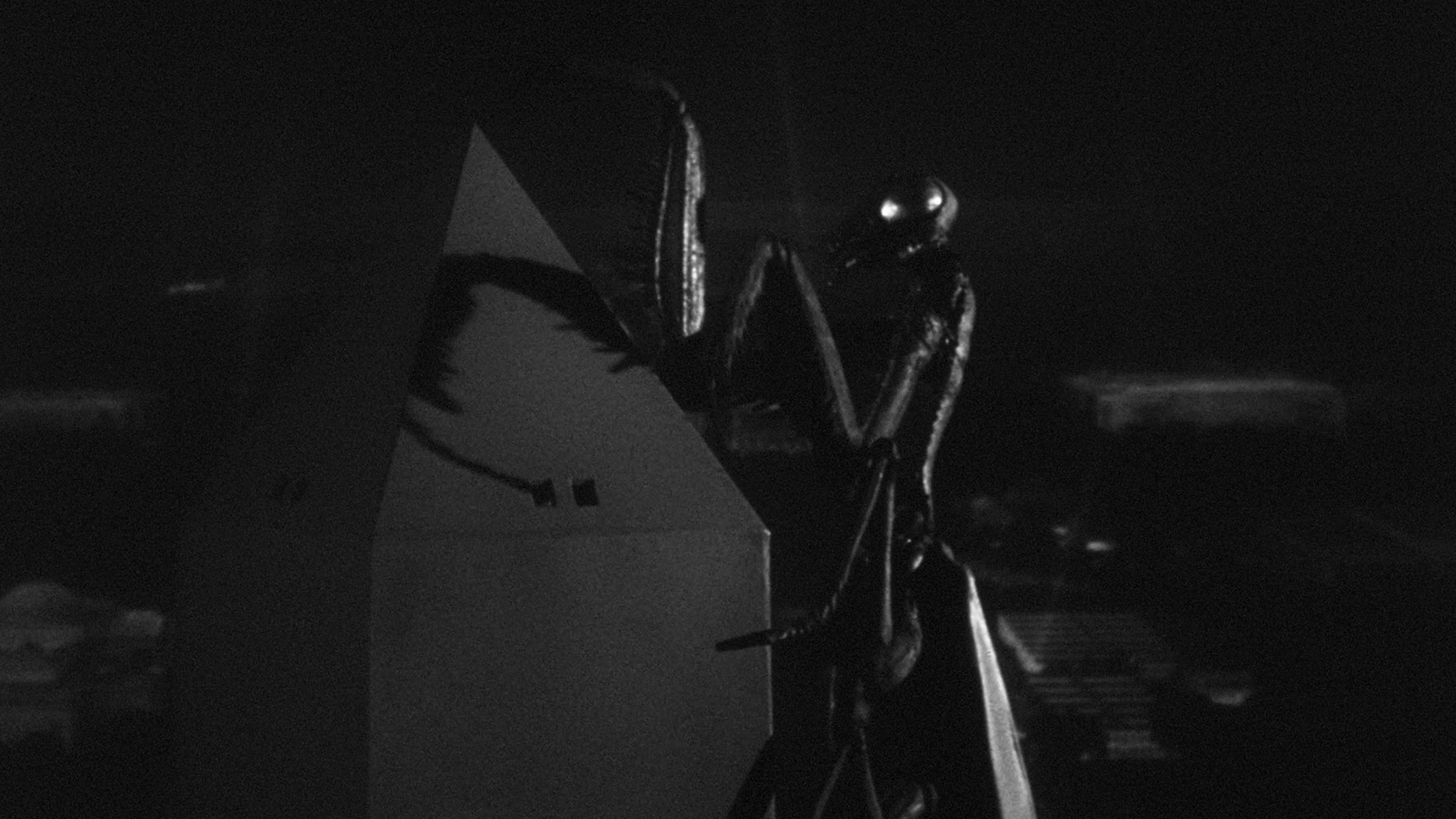 Foto de THE DEADLY MANTIS
