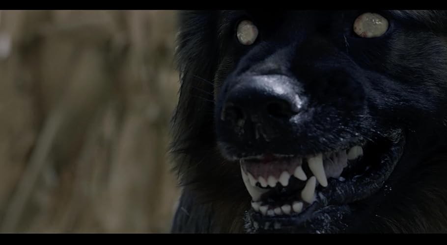 Foto de THE DOGS