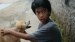The Dogs