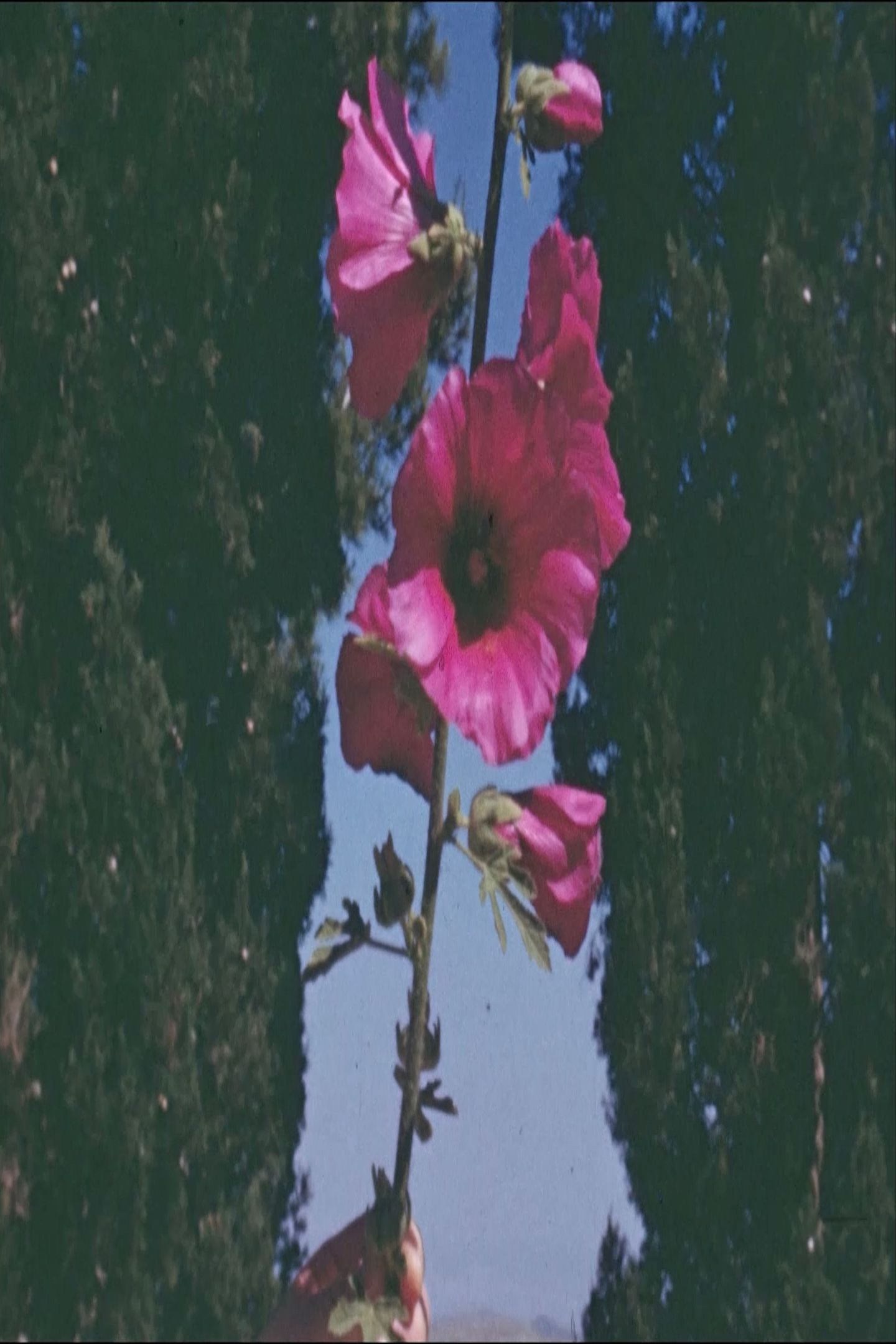 Poster de THE FLOWERS STAND SILENTLY, WITNESSING