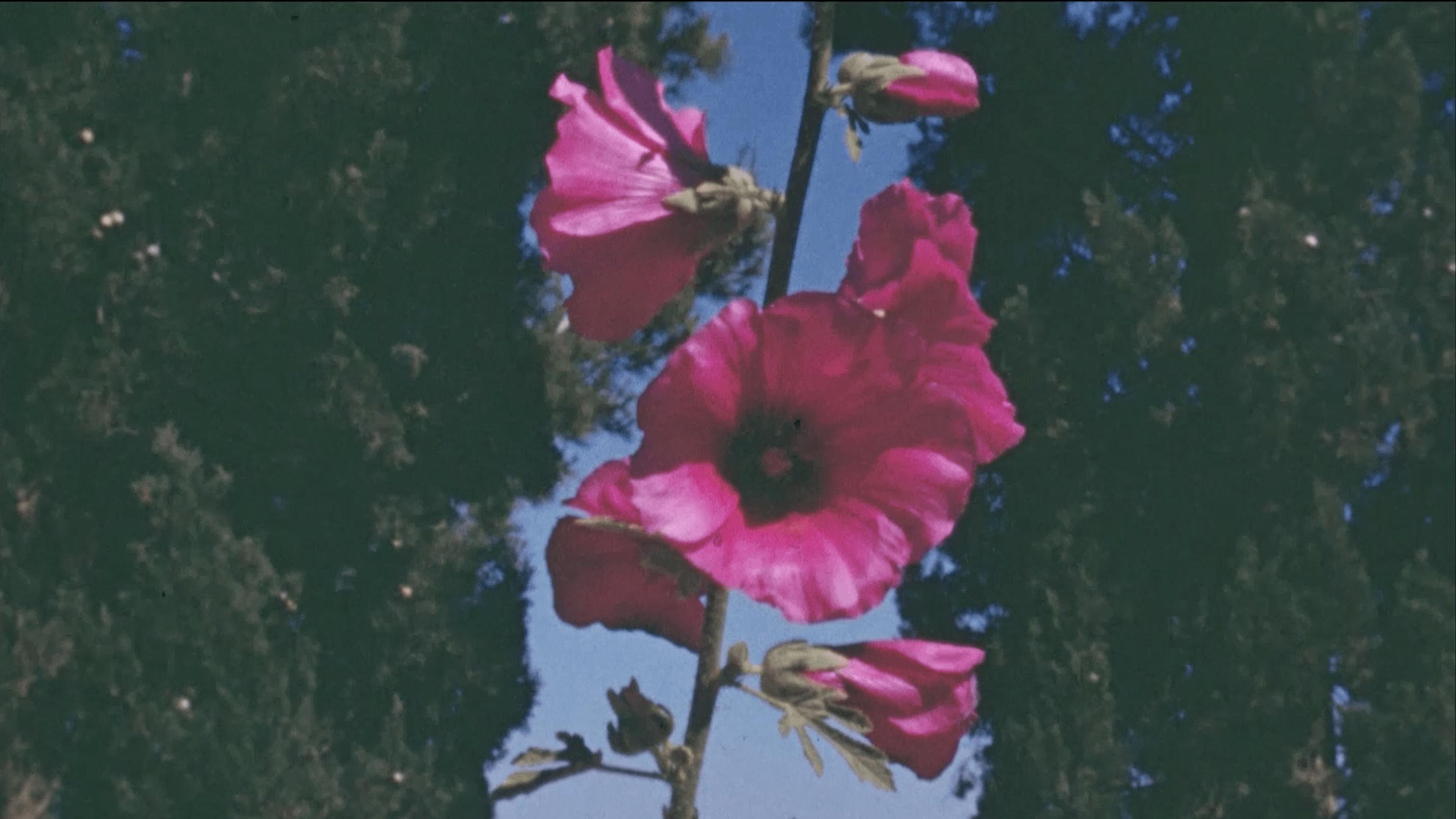 Foto de THE FLOWERS STAND SILENTLY, WITNESSING