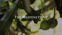 The Heavenly Nut
