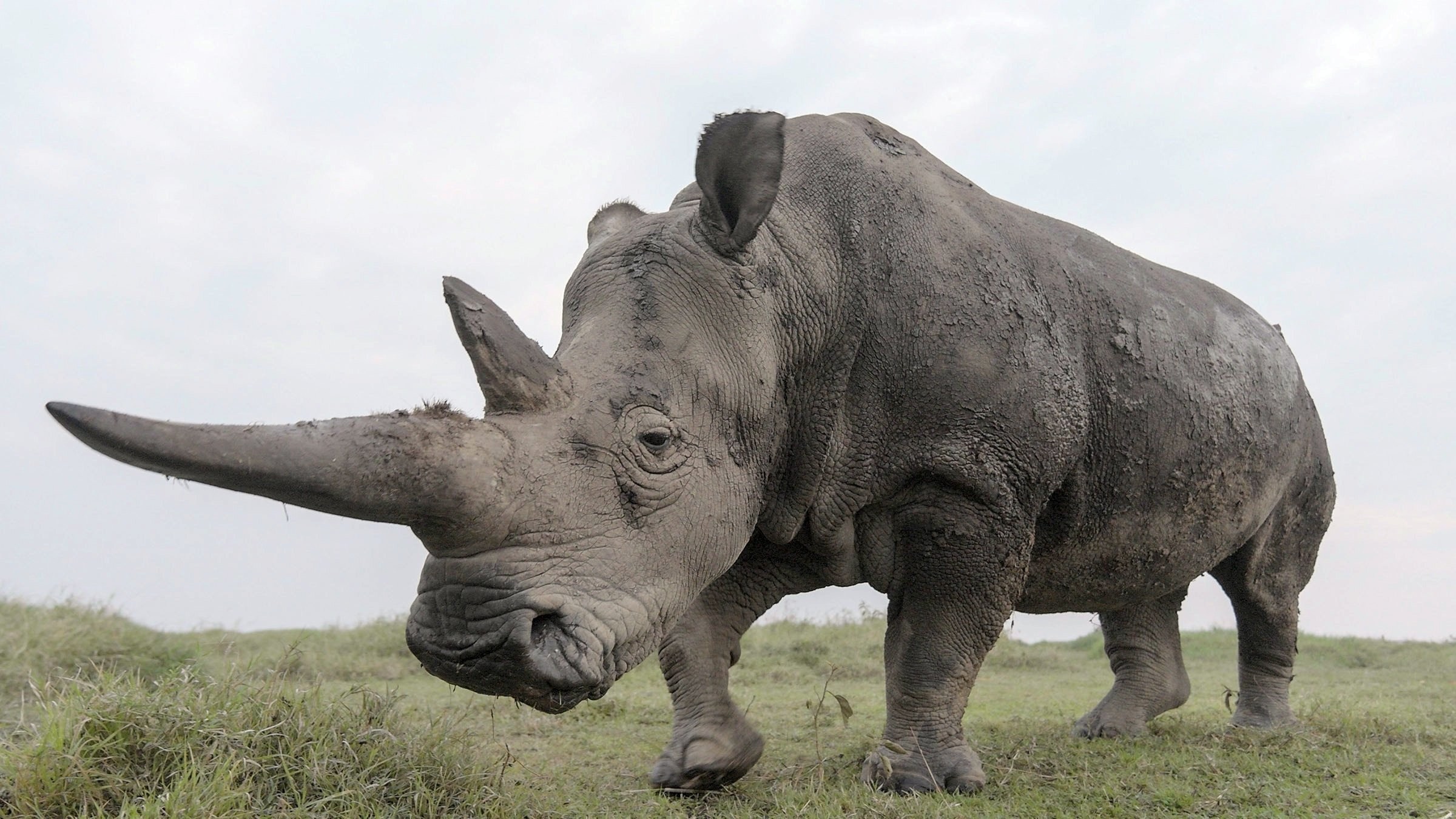 Foto de THE LAST RHINOS: A NEW HOPE