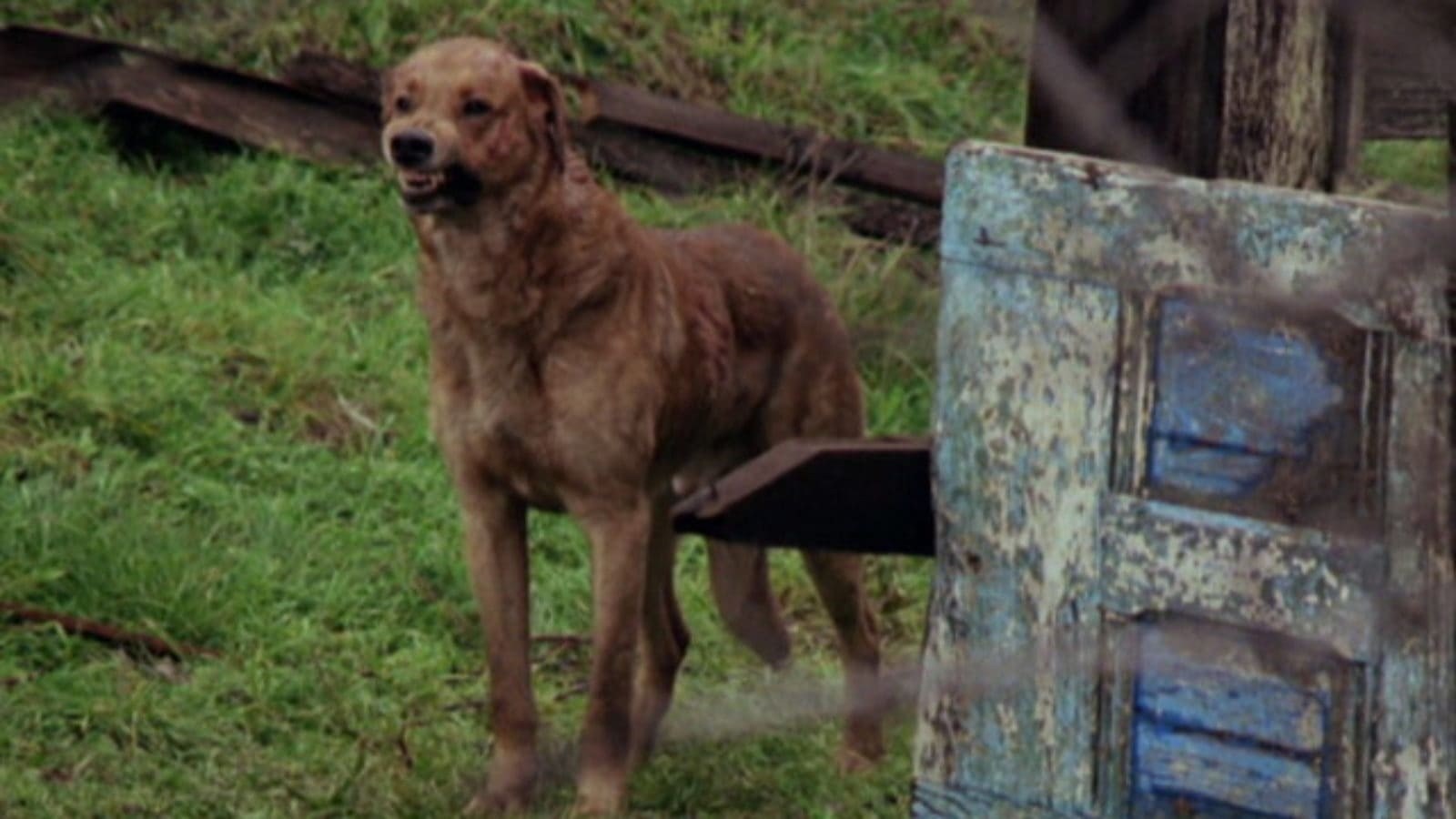 Foto de THE PACK