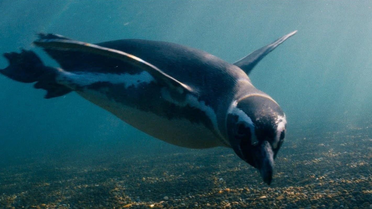 Foto de MI AMIGO EL PINGÜINO
