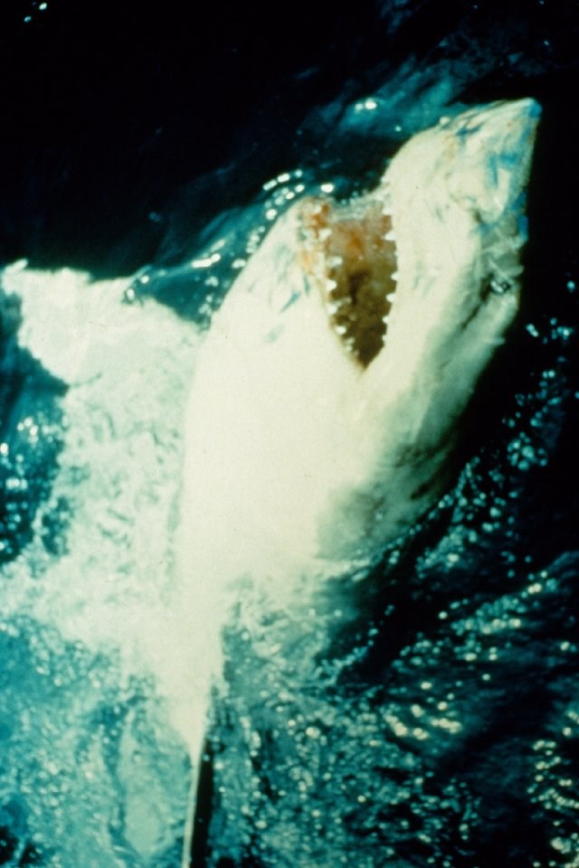 Poster de TIBURÓN