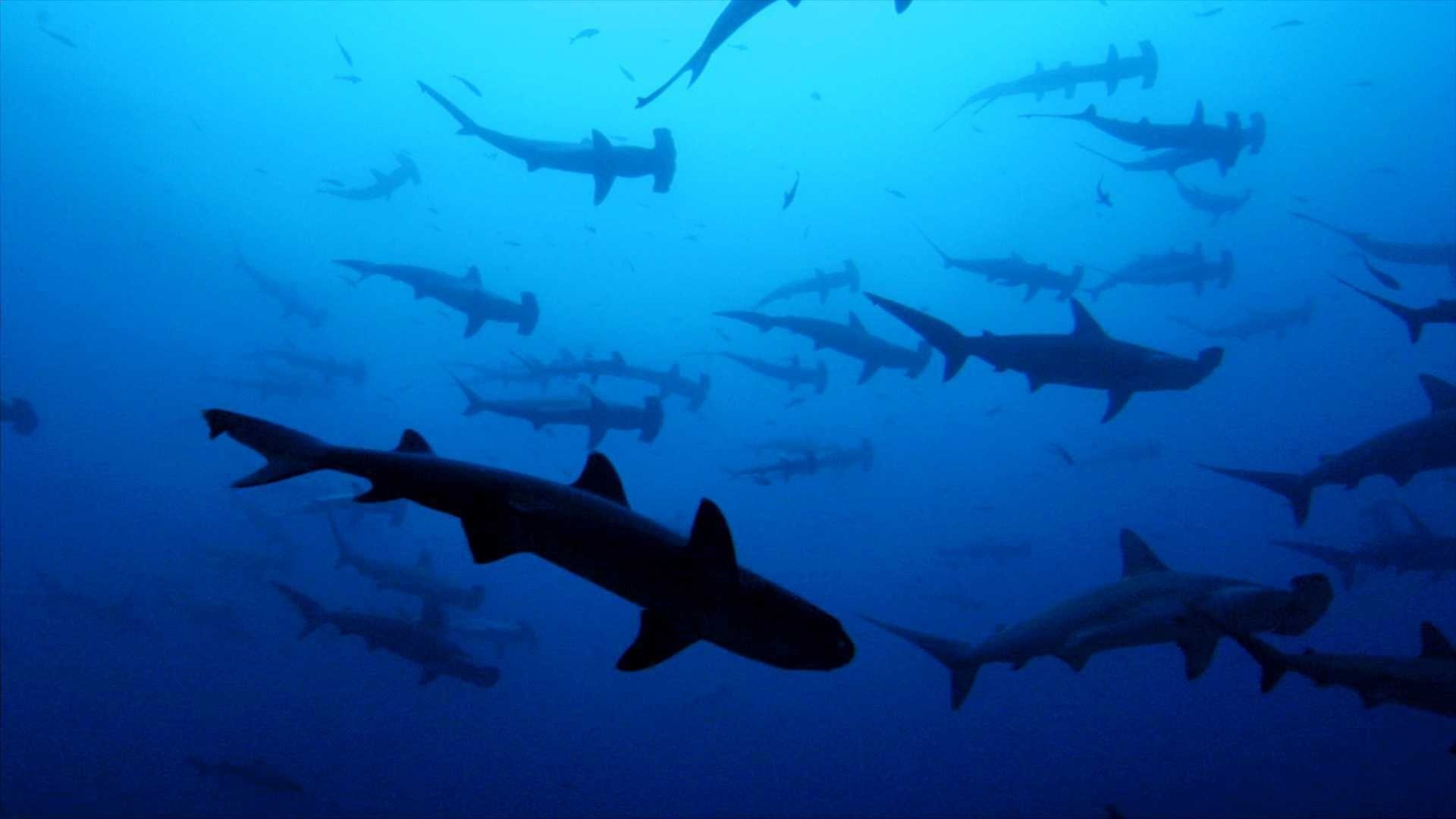 Foto de TIBURÓN, EN LAS GARRAS DEL HOMBRE