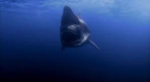 Foto de TIBURONES EN MALIBÚ