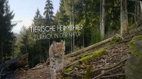 Tierische Heimkehrer: Zurück in der Natur