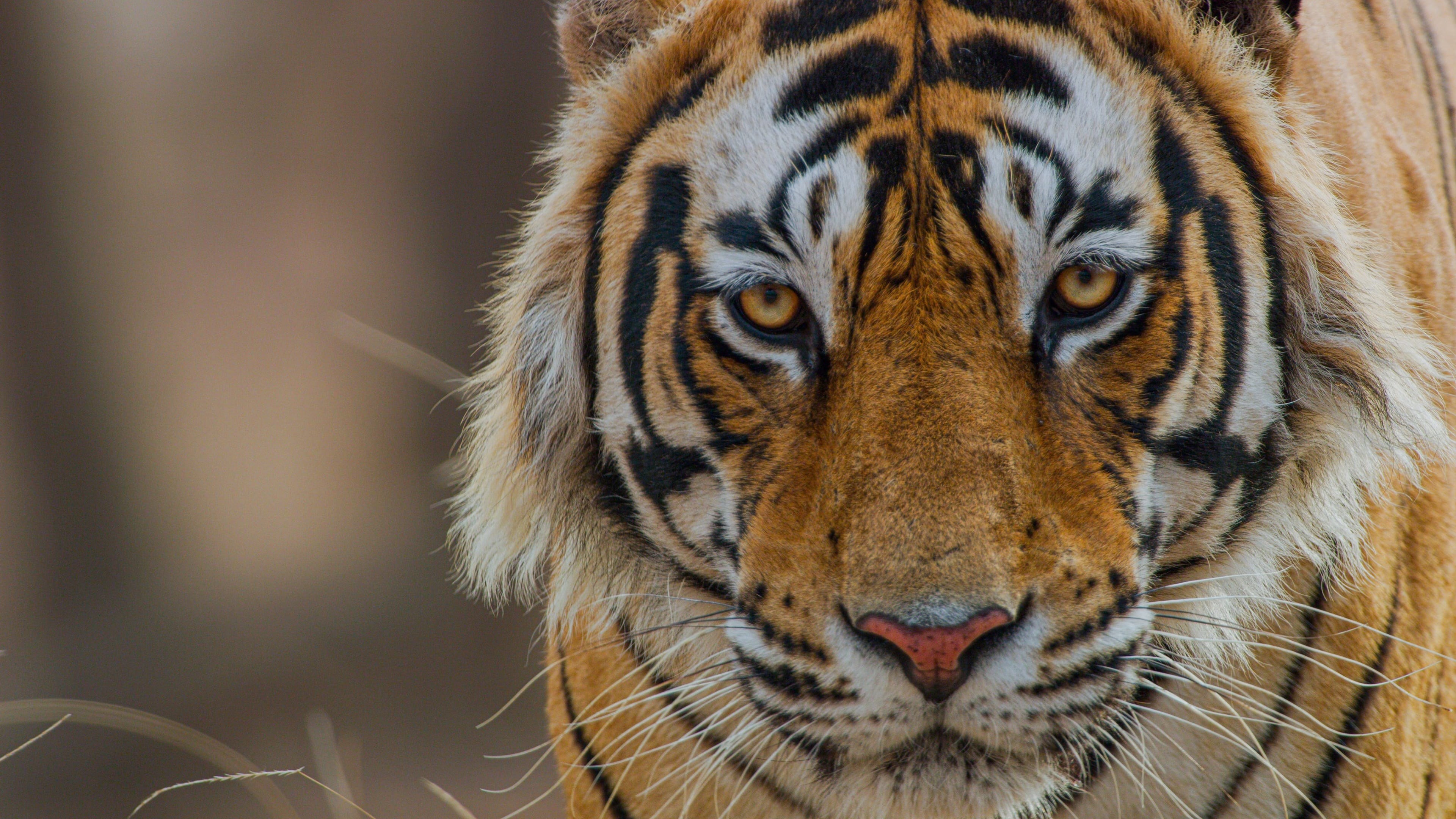 Foto de TIGER
