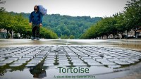 Tortoise