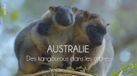 Tree Kangaroos: Ghosts of the Forest