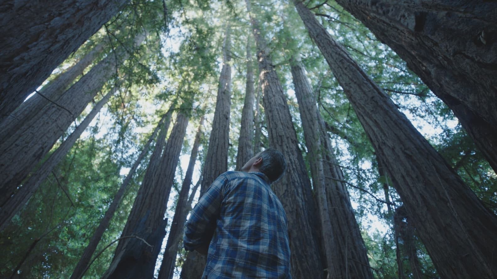 Foto de TREES, AND OTHER ENTANGLEMENTS