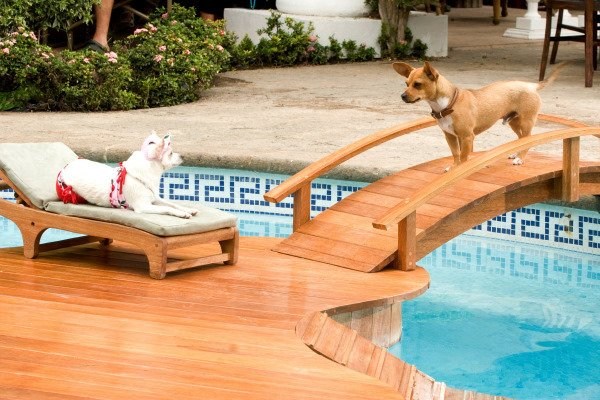 Foto de UN CHIHUAHUA EN BEVERLY HILLS