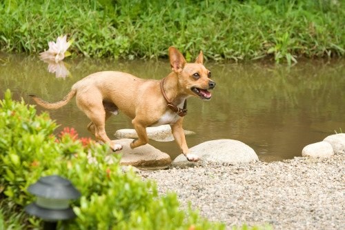 Foto de UN CHIHUAHUA EN BEVERLY HILLS