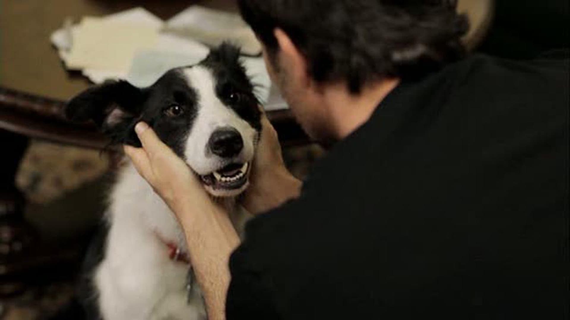 Foto de UN PERRO DIVINO