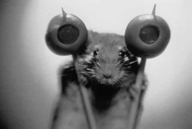 Foto de UN RATONCITO DURO DE ROER
