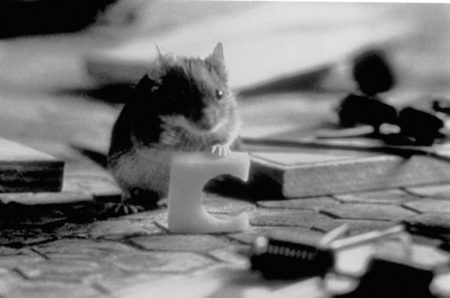 Foto de UN RATONCITO DURO DE ROER