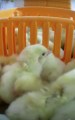 Undercover Chicken Hatchery PSA