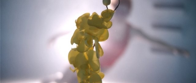 Foto de UPSTREAM COLOR